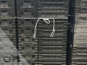 Foto van Tulpenexport kratten