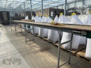 Foto van Transportband-Bercomex