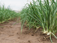 Highlighted image: Gezocht: 3 ha. land voor plantuitjes