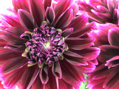 Highlighted image: De 'flow' van de dahlia (Blog: Paul Peters)