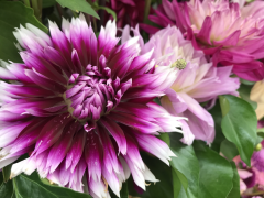 Highlighted image: Derde editie Holland Dahlia Event