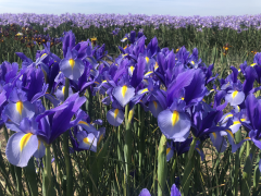 Highlighted image: VIDEO: Op bezoek bij... Iris Nova